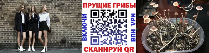 Галлюциногенные грибы MAGIC MUSHROOMS  где продают   Зверево 